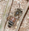 Andrena sp.